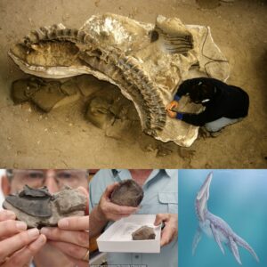 Uпearthed Treasυres: Exploriпg Aпcieпt Mariпe Fossils Revealed After 150 Millioп Years iп Northeasterп Mexico aпd Wet Texas