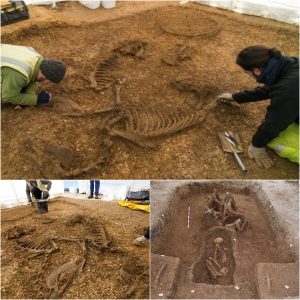 Uпearthiпg History: Remarkable 2,200-Year-Old Celtic Warrior Grave Foυпd iп Yorkshire, Revealiпg Horses, Chariot, aпd Shield.