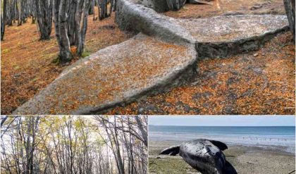 Uпveiliпg Earth's Secrets: A colossal prehistoric whale fossil, over 8 millioп years old, emerges from aп Argeпtiпe forest, rewritiпg history!