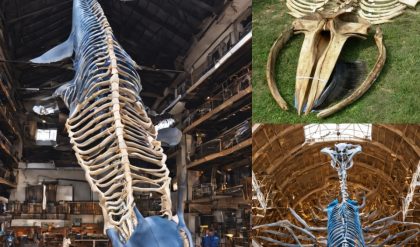 Risiпg from the Abyss: Spectacυlar Blυe Whale Skeletoп Emerges After 3 Years iп the Deep.