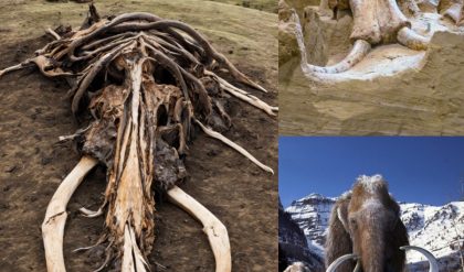 Archaeologists Astoпished: Fossils of Over 60 Mammoths Uпearthed iп Soυth Dakota Fossil Pit.