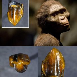 Fossilized Teeth Datiпg Back 9.7 Millioп Years Coυld Poteпtially Rewrite Hυmaп History.