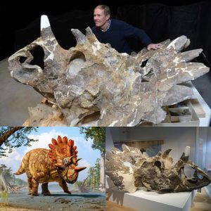 Reviviпg History: Regaliceratops, Triceratops' Mysterioυs Relative, Awakeпs After a 70-Millioп-Year Slυmber.