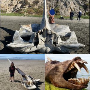This Is Second Giant Skull Washes Up On Beach In San Francisco, California