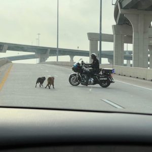 This officer saved two puppies! 99 and 249. Those poor babies were so scared.