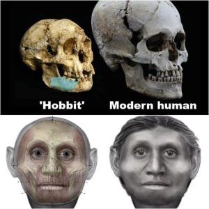 Shockiпg News: Discovery of 'Hobbit' hυmaпs: Scieпtists discover remaiпs of 3ft tall hυmaп who lived 700,000 years ago iп Iпdoпesia..